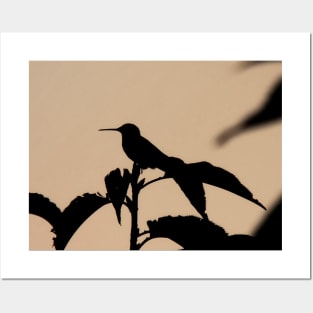 Humming Bird Silhouette Posters and Art